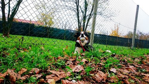 Dog on grass