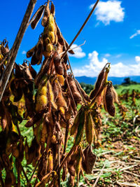 Close-up of dry plant on field against sky