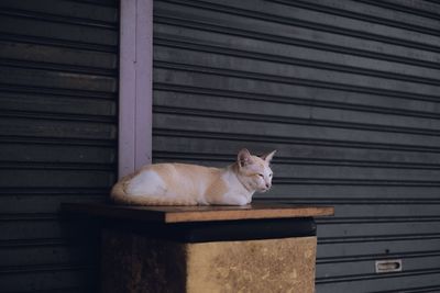 Cat sitting on wooden floor