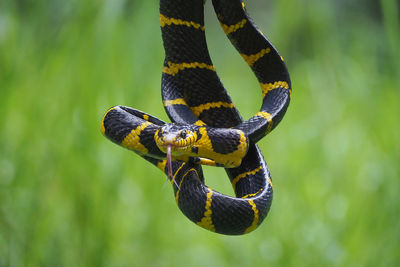 Close-up of snake