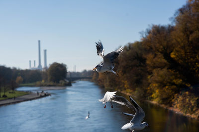 Birds flying over a lake