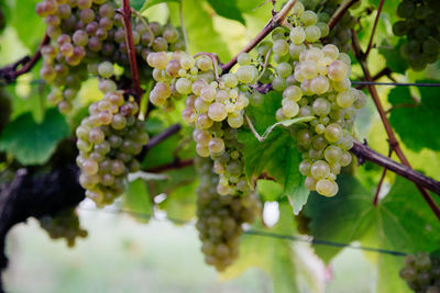 Close-up of grapes growing in vineyard