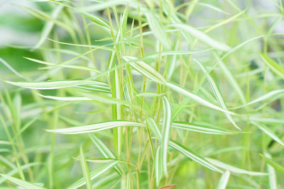 Close-up of grass growing on field