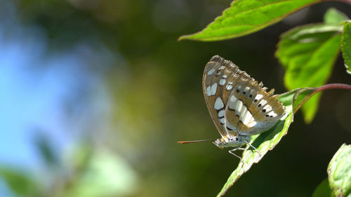 Close-up of butterfly on leaf
