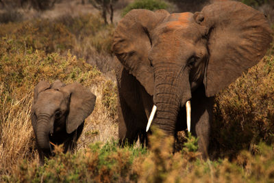 View of african elephant walking with calf on grass