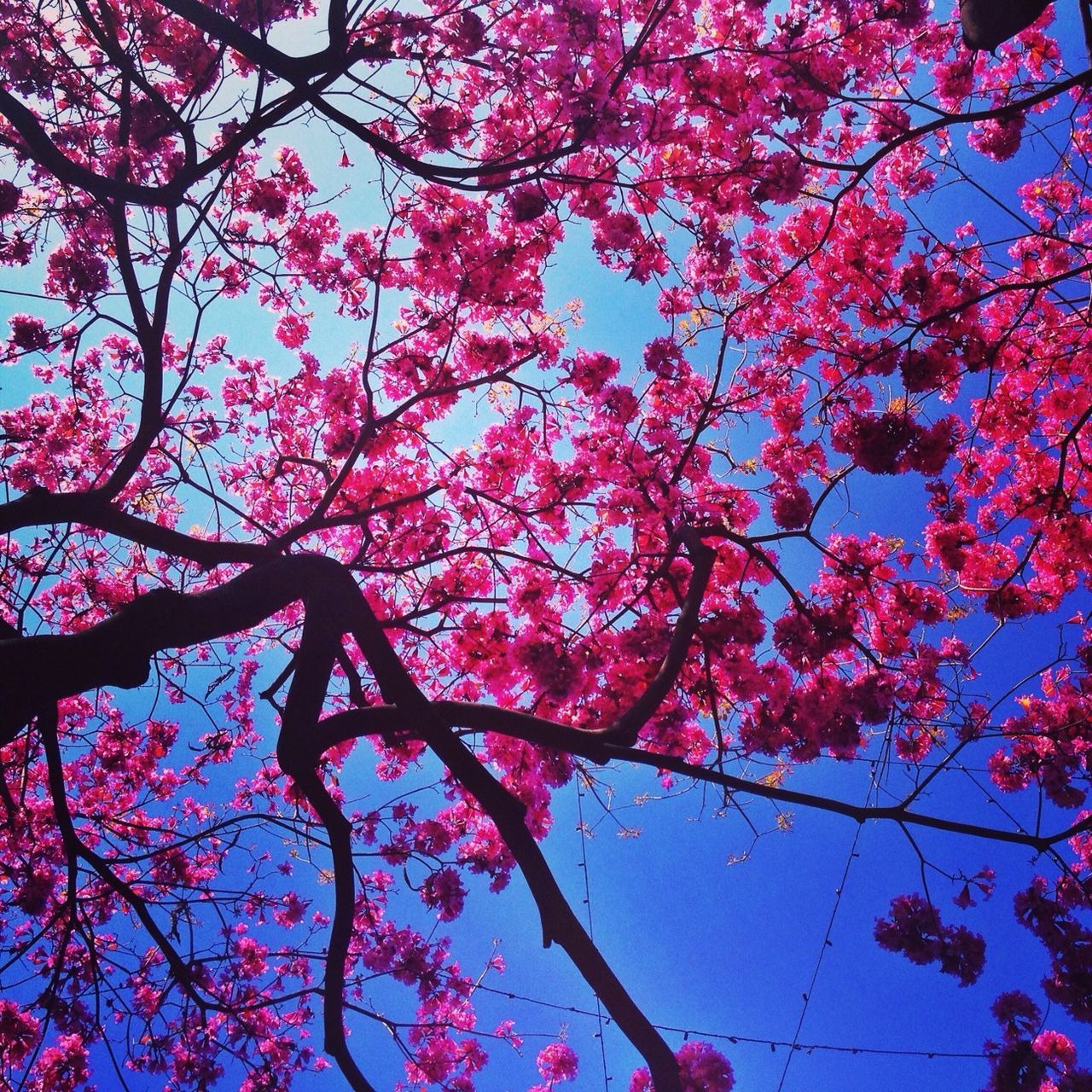 tree, flower, branch, pink color, growth, freshness, beauty in nature, blossom, nature, low angle view, fragility, pink, cherry blossom, cherry tree, springtime, in bloom, sky, tranquility, blooming, scenics