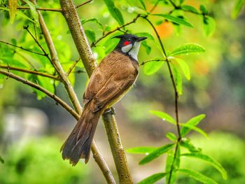 Close-up of bird perching on plant