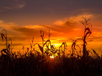 Silhouette plants on field against sunset sky