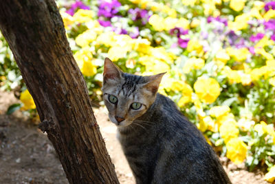 Close-up portrait of cat on tree trunk