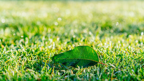 Close-up of fresh green grass in field