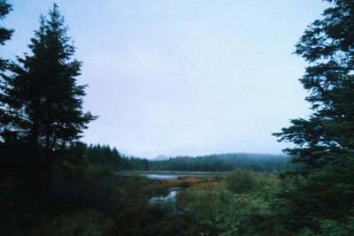 Scenic view of forest against clear sky