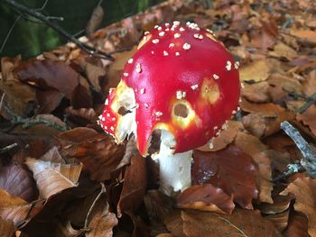 Close-up of fly agaric mushroom