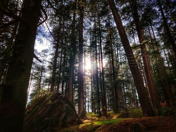 Low angle view of sunlight streaming through trees in forest