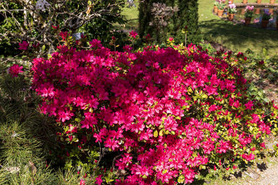 Pink flowering plants in park