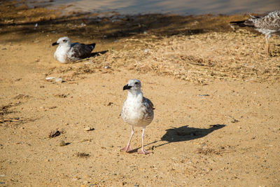 High angle view of seagulls on beach