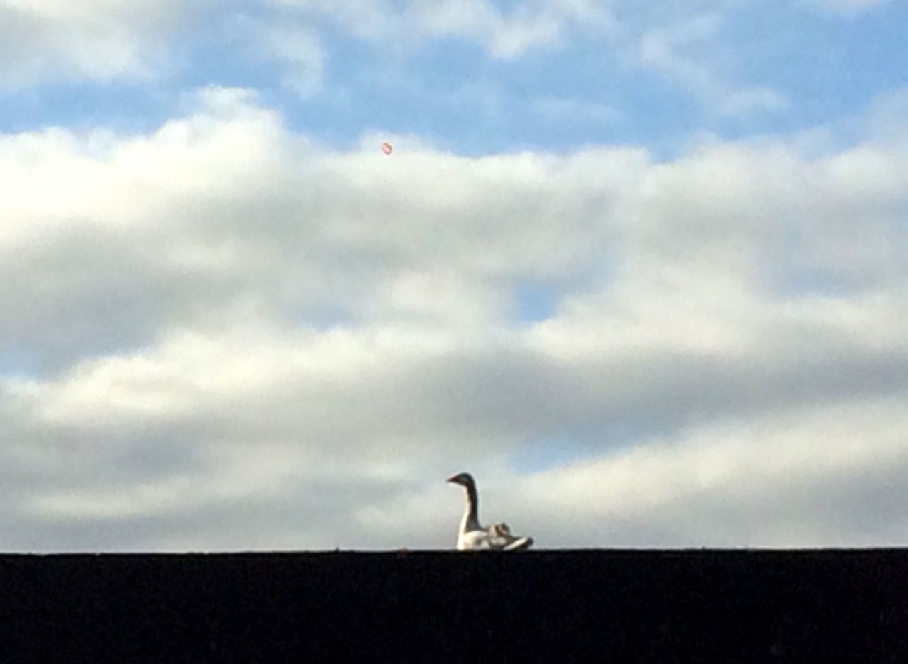 animal themes, bird, sky, one animal, animals in the wild, wildlife, cloud - sky, low angle view, flying, full length, mid-air, cloudy, cloud, seagull, perching, side view, spread wings, nature, outdoors, animal representation