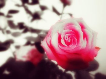 Close-up of pink rose blooming outdoors