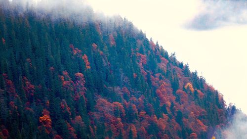 Low angle view of trees in forest against sky