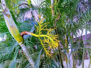 Close-up of coconut palm tree