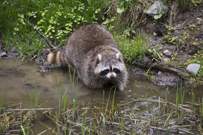 High angle view of an obese raccoon seen entering a shallow pond during a spring day