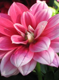 Close-up of pink flowers