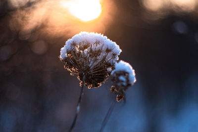 Close-up of frozen plant