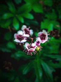 Close-up of pink flowers blooming outdoors