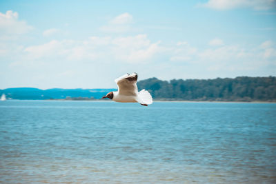 Swan on sea against sky