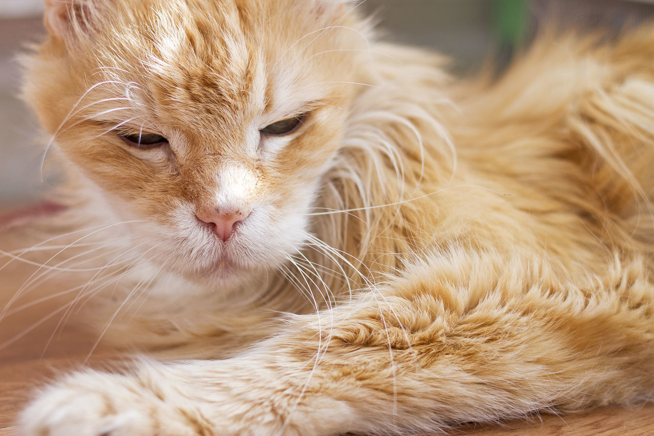 CLOSE-UP OF GINGER CAT