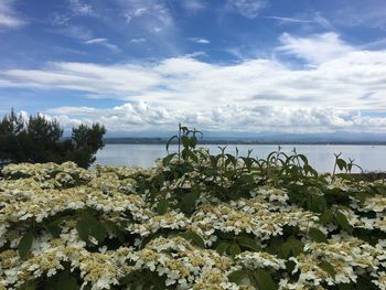 Plants growing by sea against sky