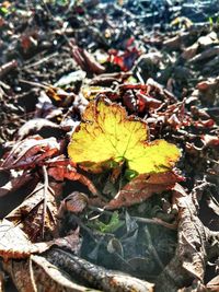 Close-up of dry leaves on fallen tree