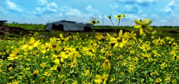 Yellow flowering plants on field