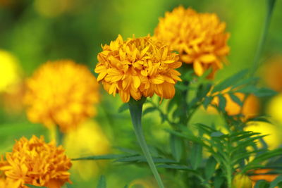 Close-up of yellow flowering plant