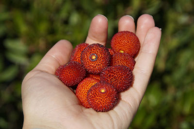 Close-up of hand holding strawberries