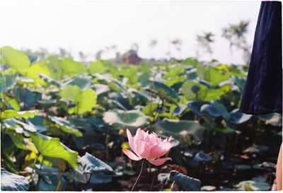 Close-up of pink flowering plant against sky