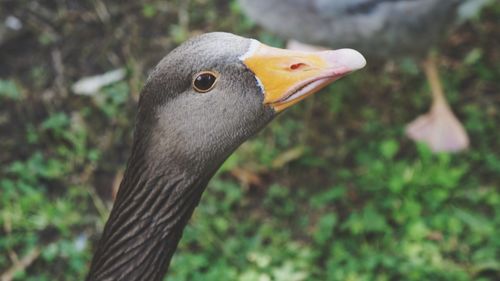 Close-up of eagle against blurred background