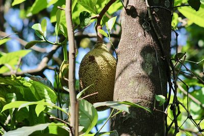 Fruits growing on tree