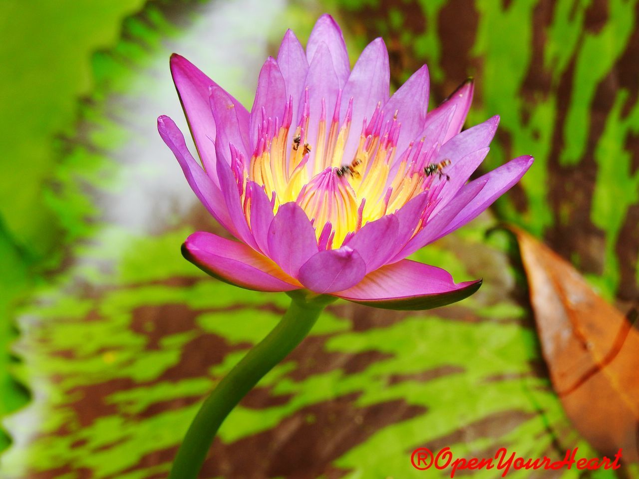 CLOSE-UP OF WATER LILY BLOOMING IN GARDEN