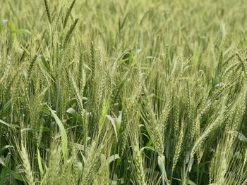 Full frame shot of wheat field