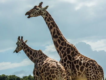 View of giraffe against sky