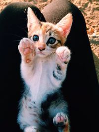 Portrait of kitten sitting