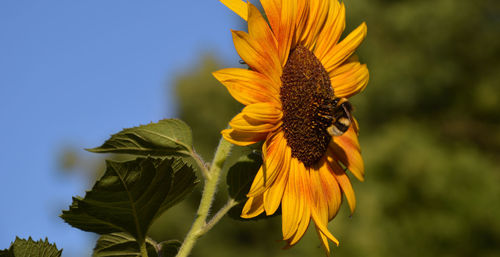 Close-up of sunflower