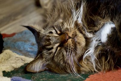 Close-up of cat sleeping