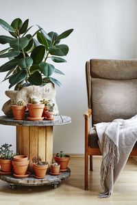 Potted plant on table at home