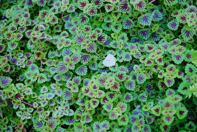 Full frame shot of flowers