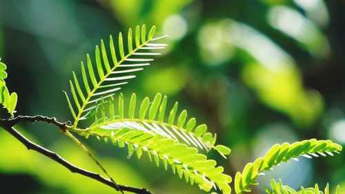 Close-up of fern leaves