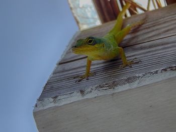 Close-up of lizard