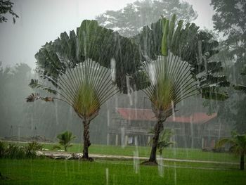 Palm trees in park