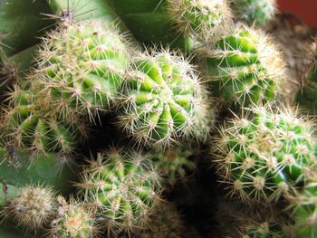 Close-up of cactus plant