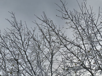 Low angle view of bare tree against sky